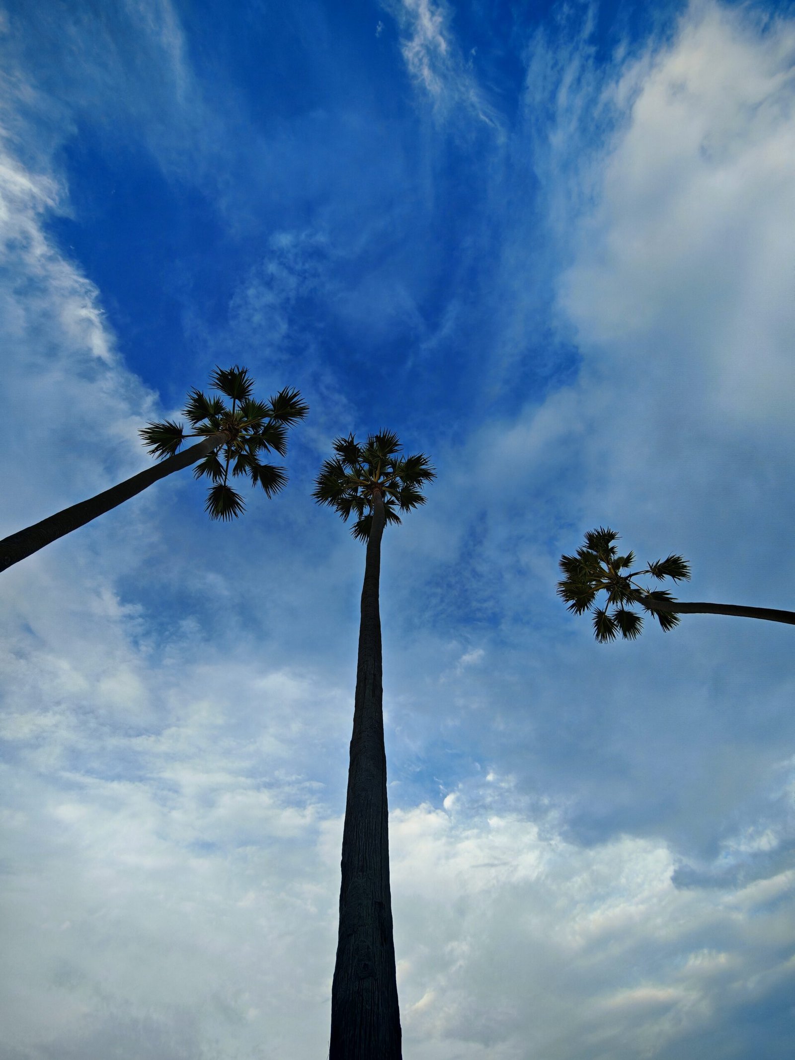 Three Palm Trees